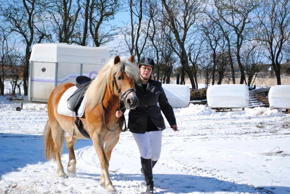 Haflinger Sabrina billede 11