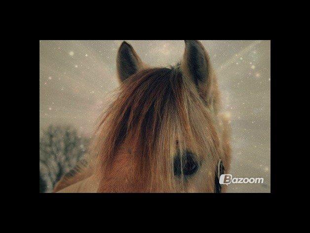 Fjordhest Frede <3 Guldponyen <2 - du er så smuk! :* billede 17