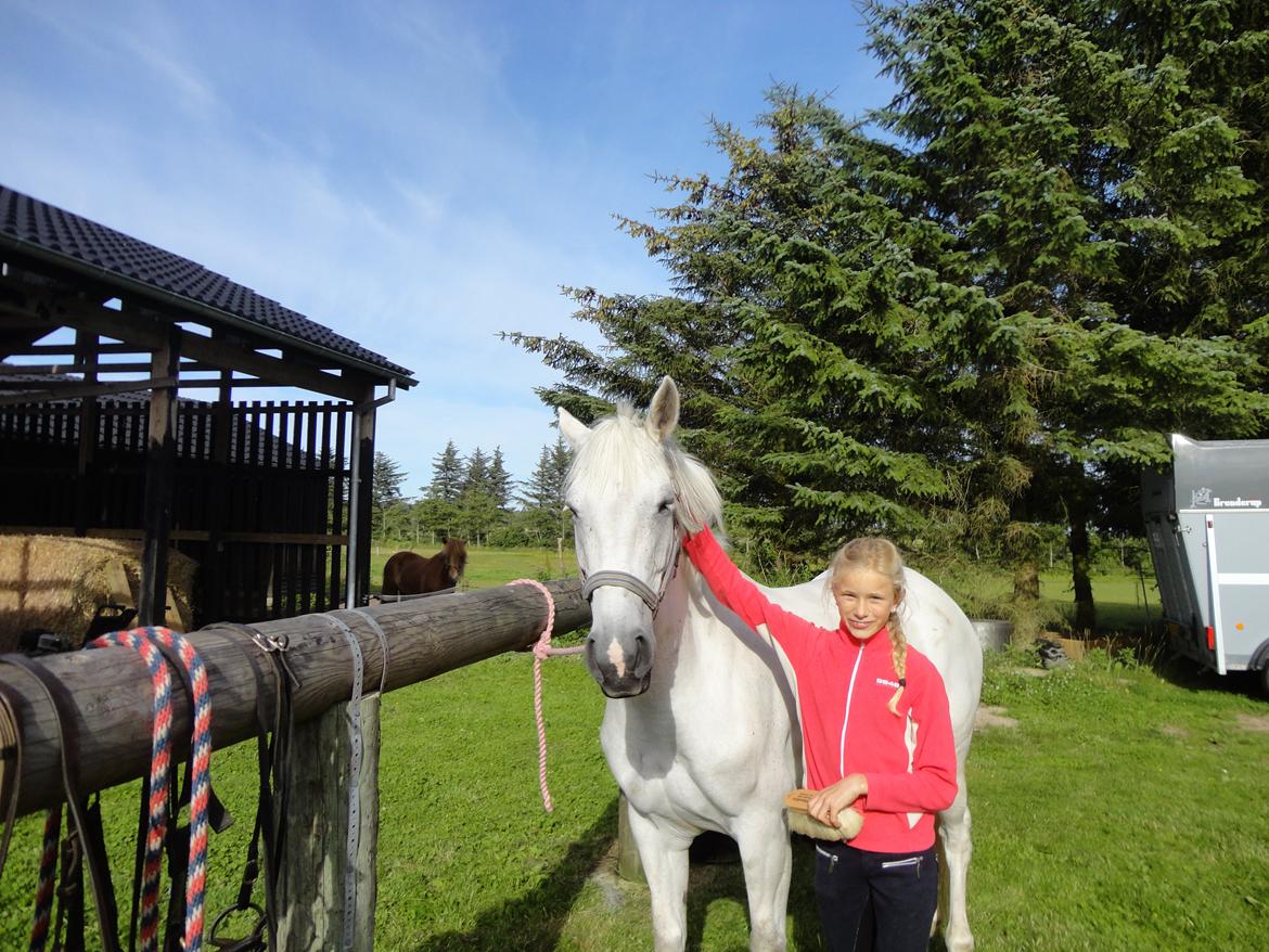 Irsk Sportspony Dynamite Silver billede 1