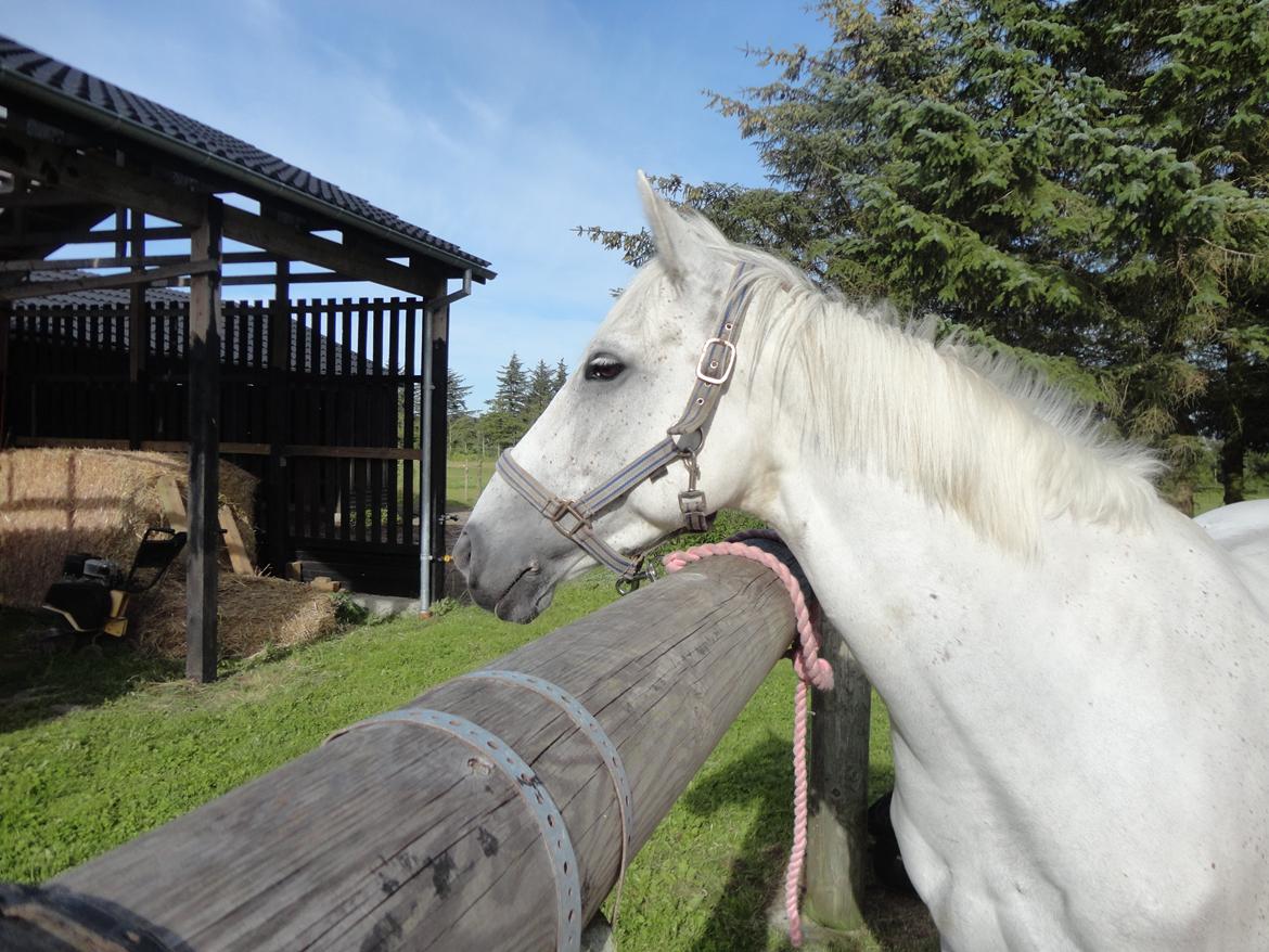 Irsk Sportspony Dynamite Silver billede 2