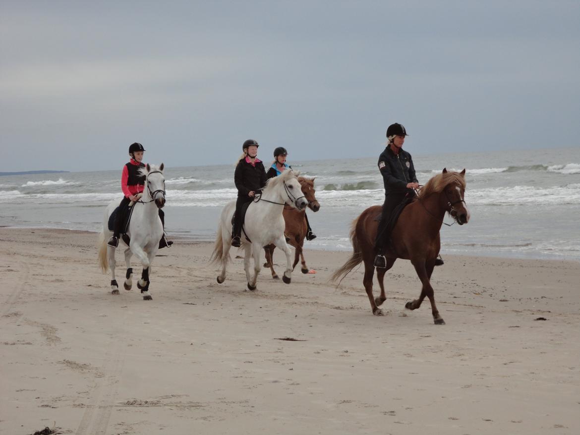 Irsk Sportspony Dynamite Silver billede 3