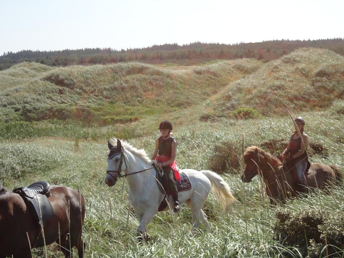 Irsk Sportspony Dynamite Silver billede 4