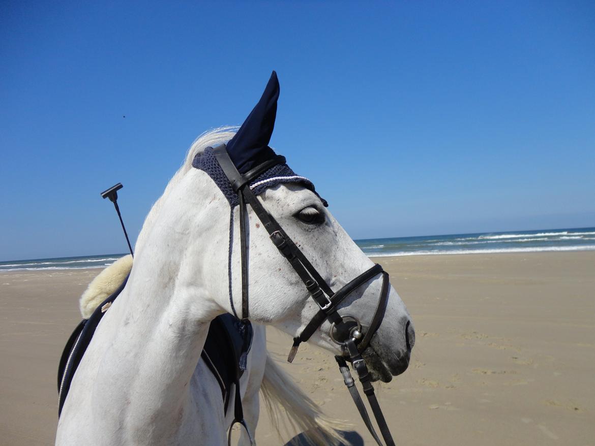 Irsk Sportspony Dynamite Silver billede 5