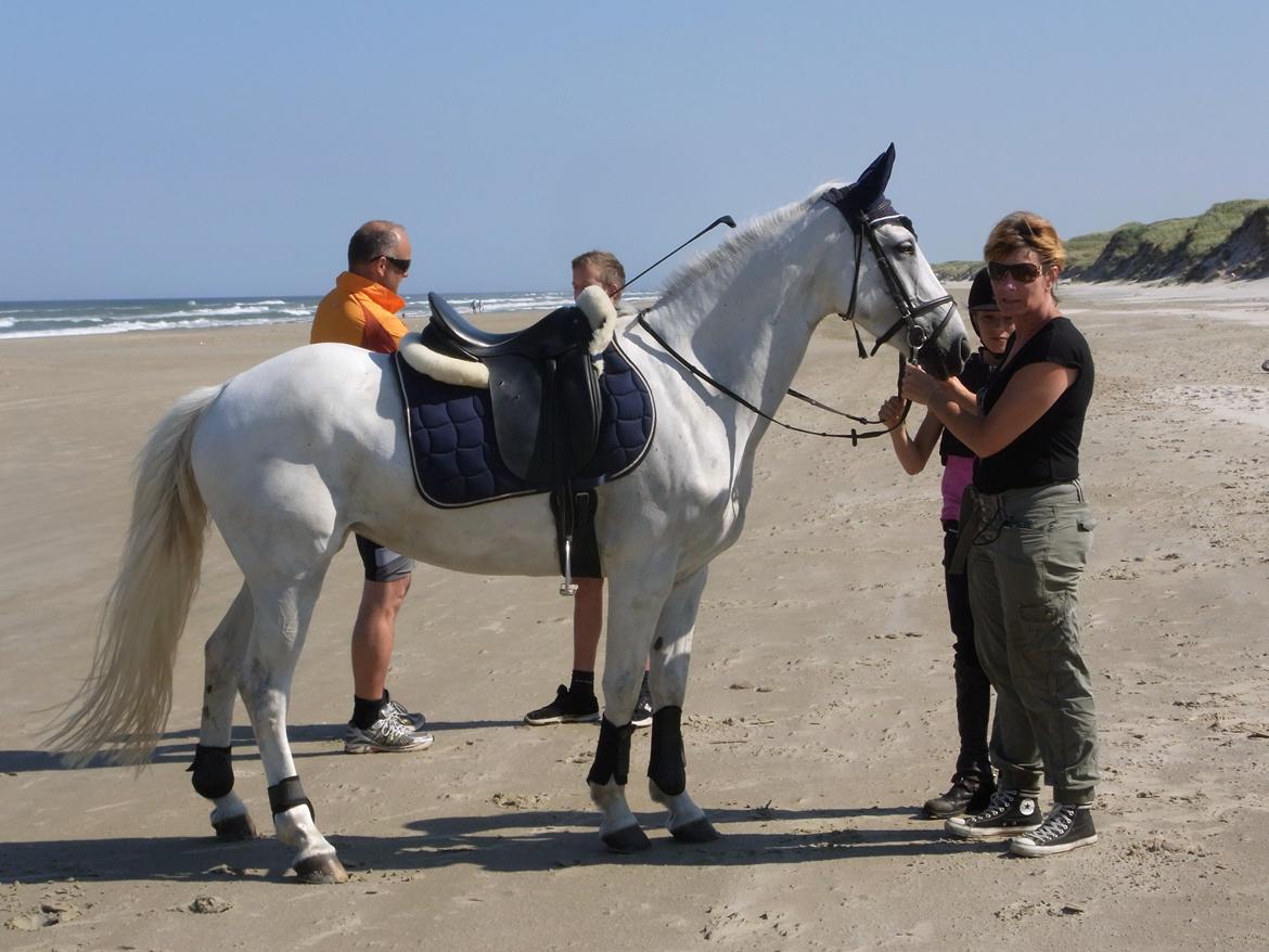 Irsk Sportspony Dynamite Silver billede 6