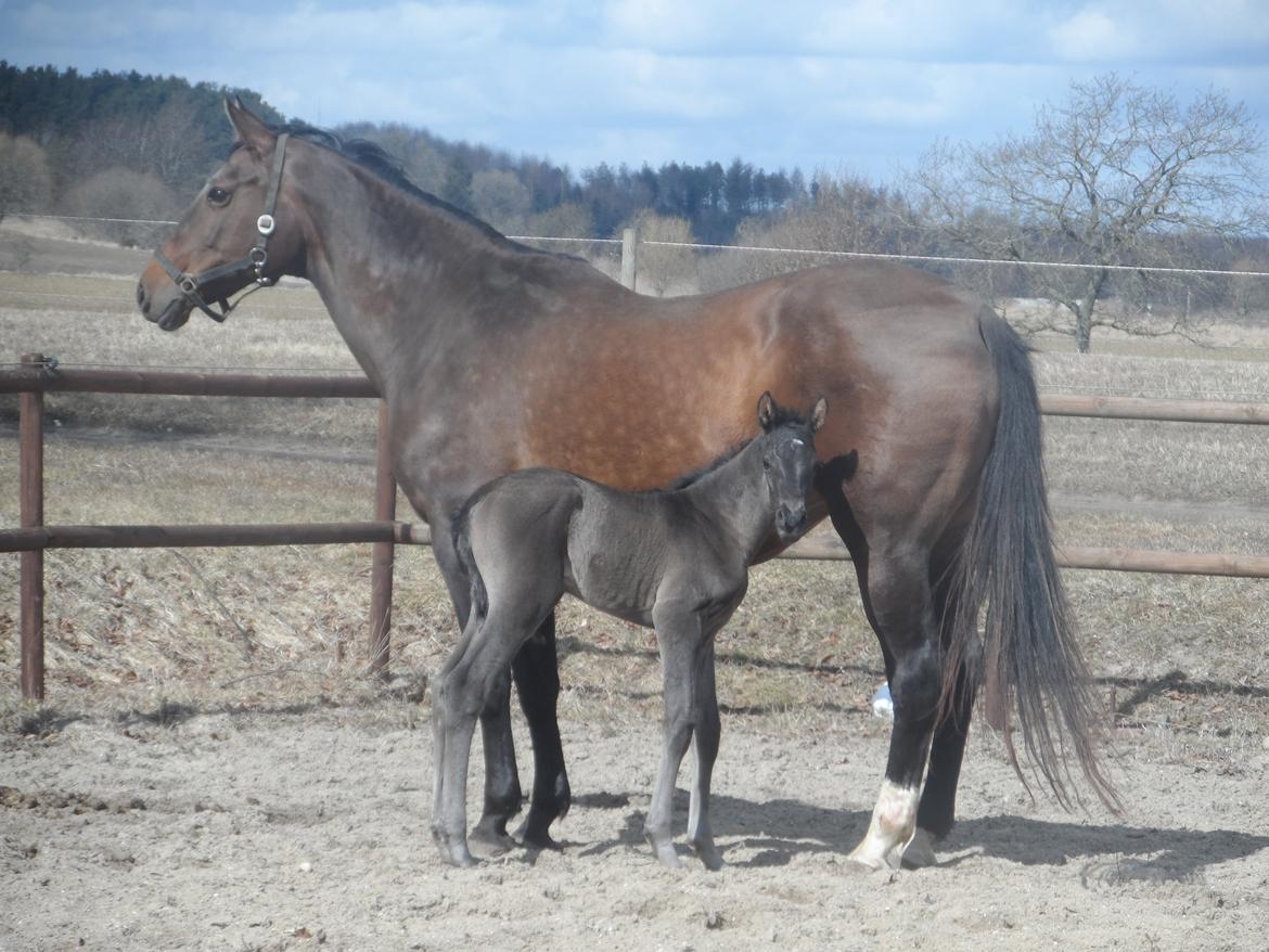 Dansk Varmblod Bolinea billede 15