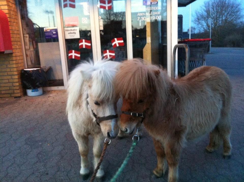 Shetlænder Brafs Poker - Pokemon <3 - April 2013
Her sammen med lillebor Brafs Pablo foran Spar i Rostrup :) billede 13