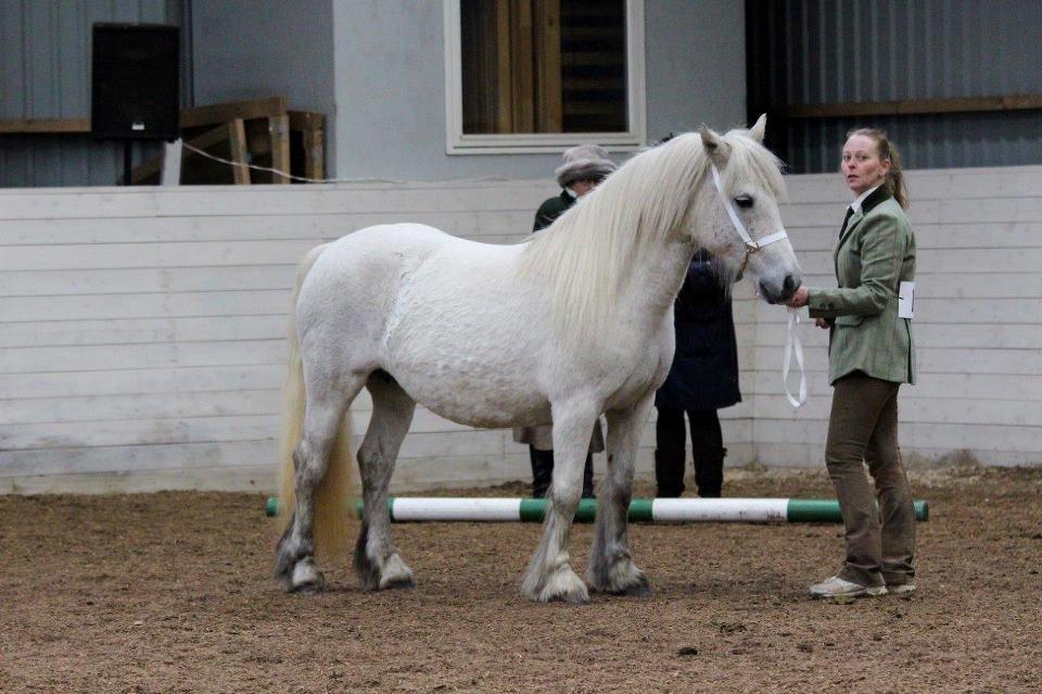 Fell pony Murthwaite Snowdrop billede 17