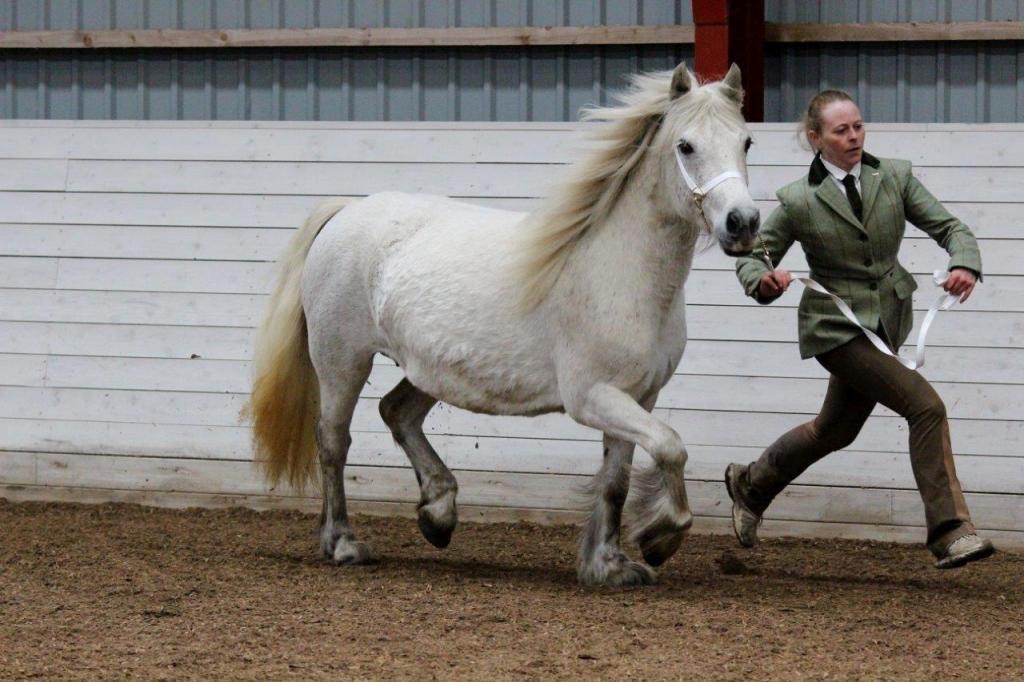 Fell pony Murthwaite Snowdrop billede 19