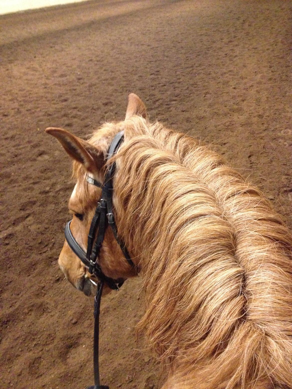 Anden særlig race Tex - Der er en fantastisk udsigt heroppe fra :) billede 9