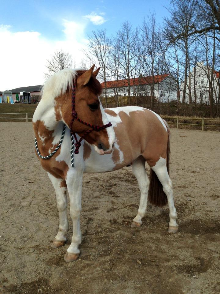 Hollandsk Sportspony Pablo P. (Nuttie) Solgt og savnet!!:'-( billede 16