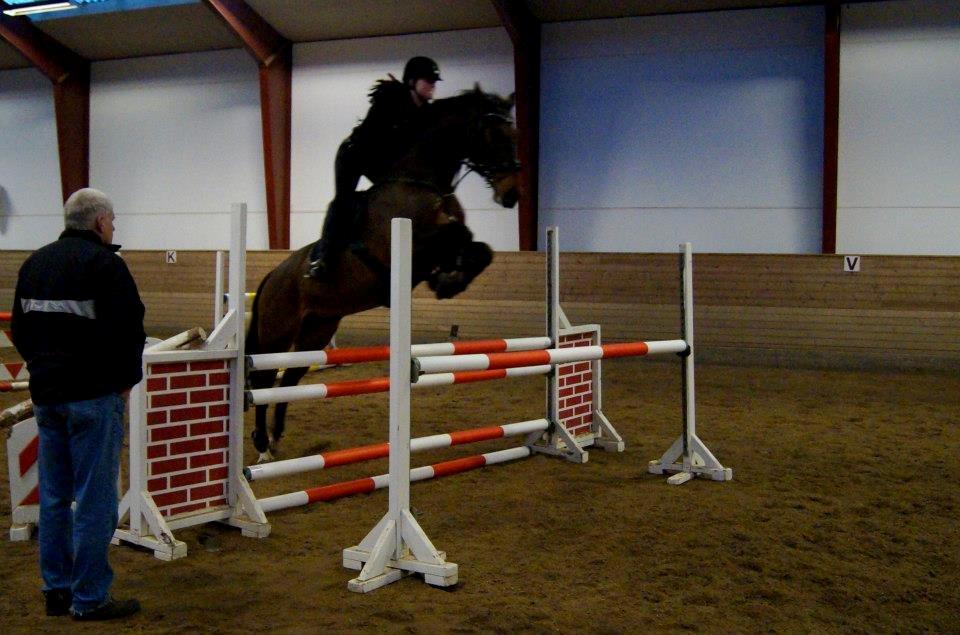 Dansk Varmblod Capriolé billede 8