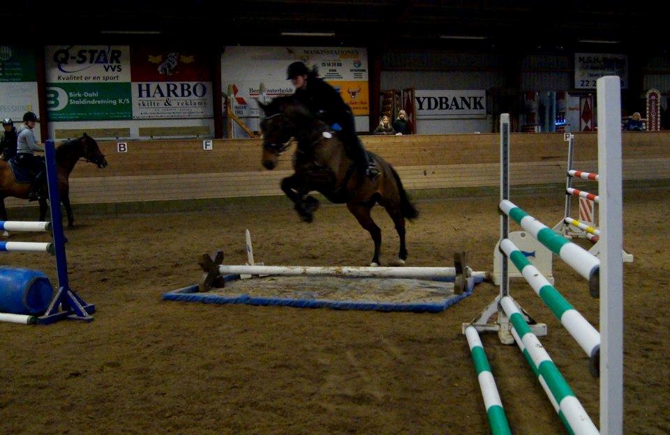 Dansk Varmblod Capriolé billede 9