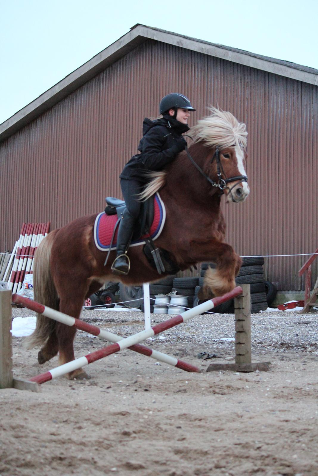 Islænder Ormur frá Tókastöðum  ~MinVildbasse<3~ billede 5