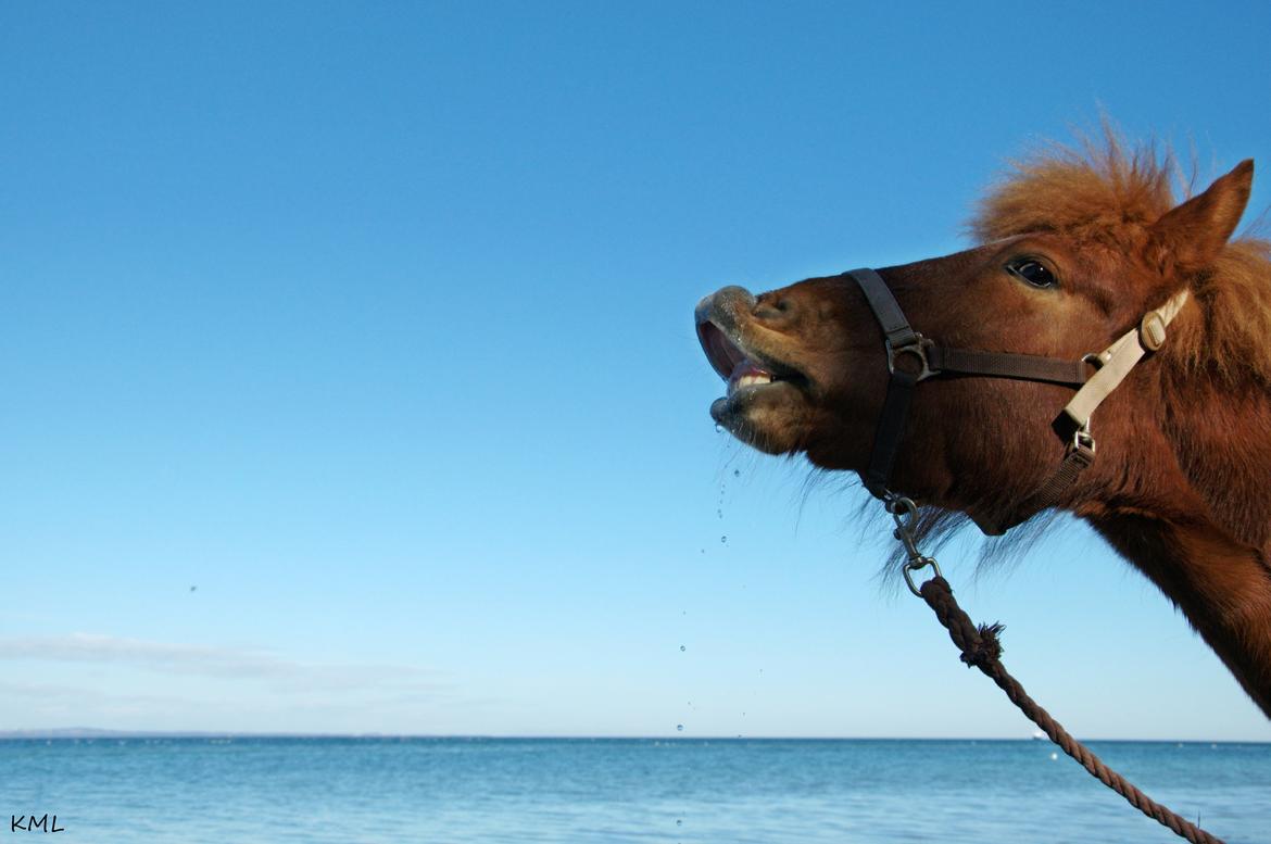 Islænder Stjarna fra Lillenygård - På stranden i det dejlige forårsvejr:) billede 3