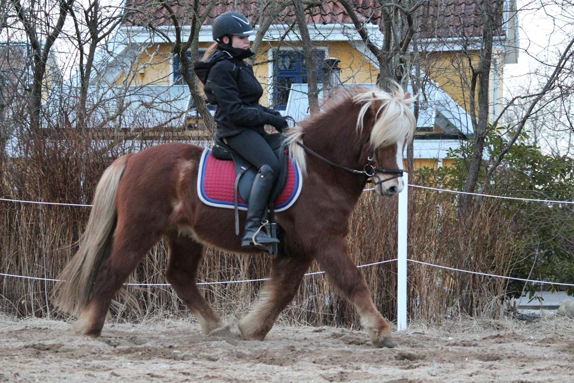 Islænder Ormur frá Tókastöðum  ~MinVildbasse<3~ billede 3