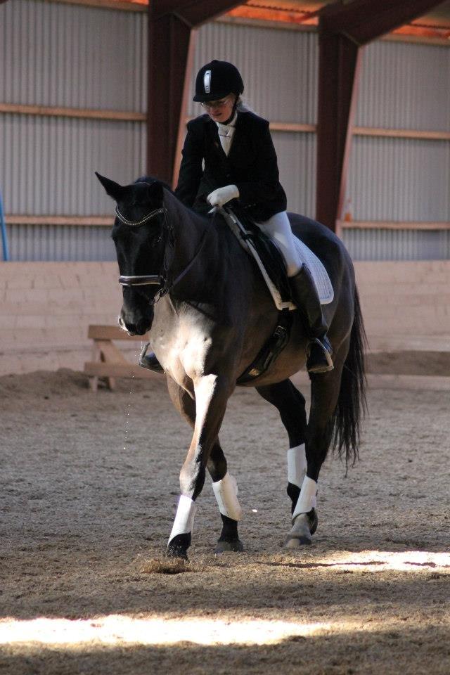 Oldenborg /Fuldblod Maki <3 - En hest som dig skal man lede længe efter og det var hvad jeg gjorde og så fandt jeg dig! <3 [SSp Photo] - 3. marts 2013 billede 13