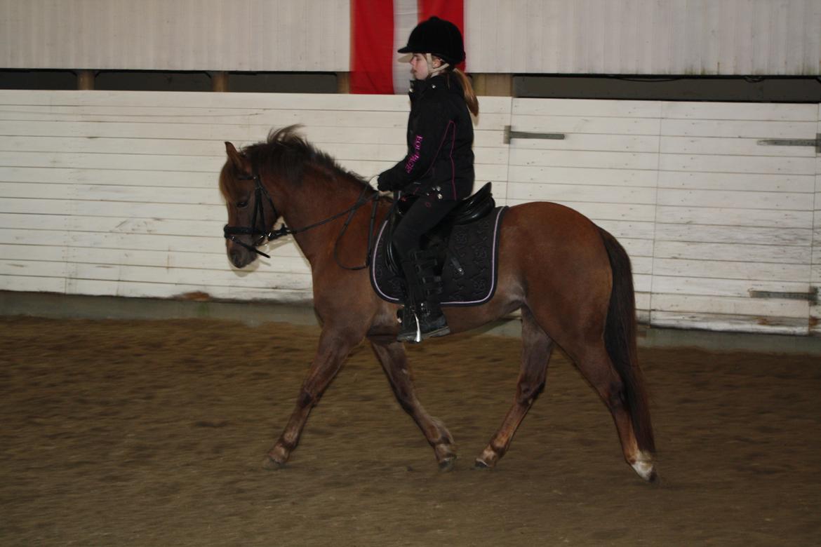 Welsh Pony (sec B) Stoak Laura (Stoakie) billede 10