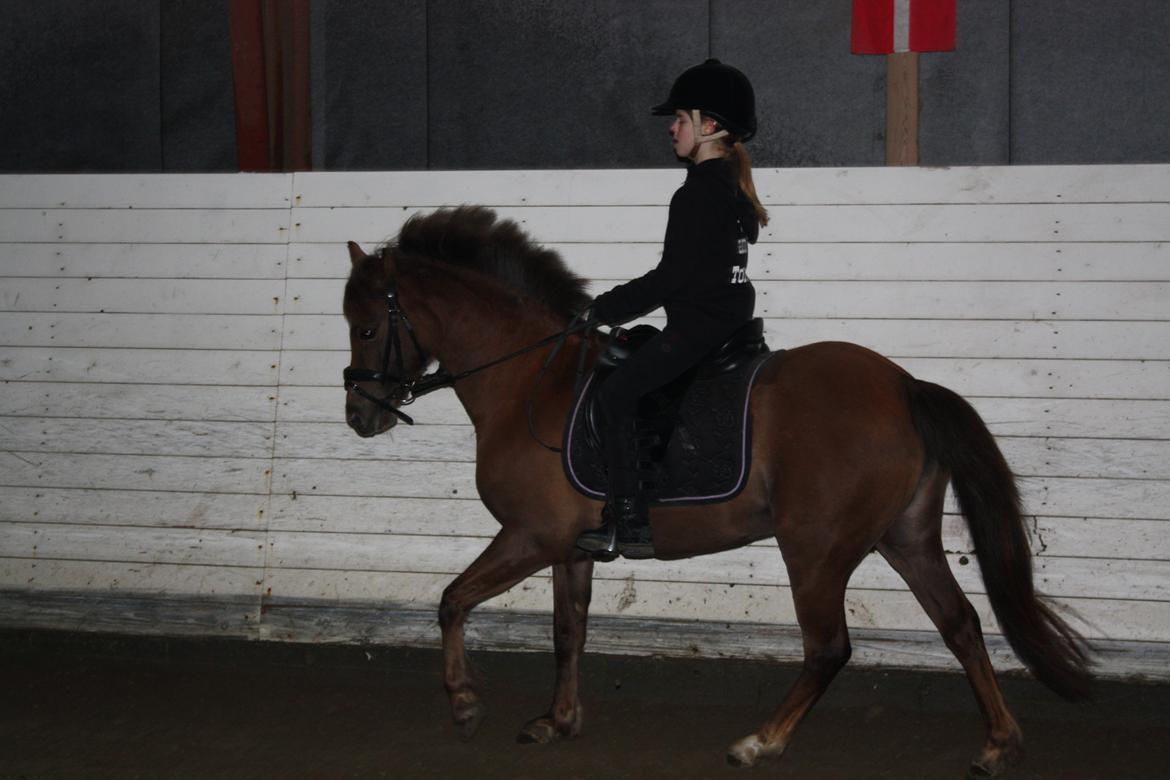 Welsh Pony (sec B) Stoak Laura (Stoakie) - galop billede 12