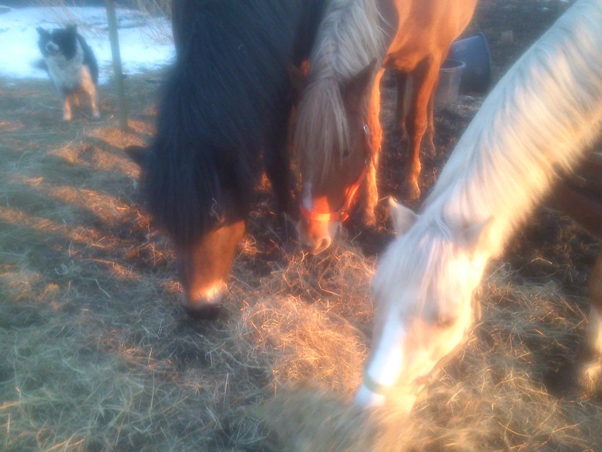 Islænder Kolfaxi fra Midtgaard billede 14