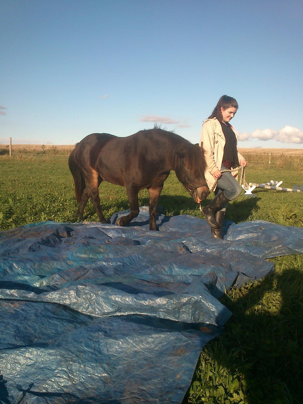 Islænder Kolfaxi fra Midtgaard - Dygtig dreng. billede 15