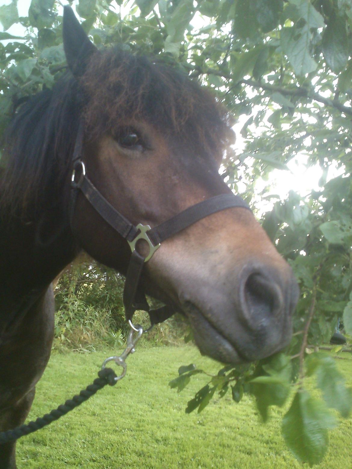 Islænder Kolfaxi fra Midtgaard billede 16