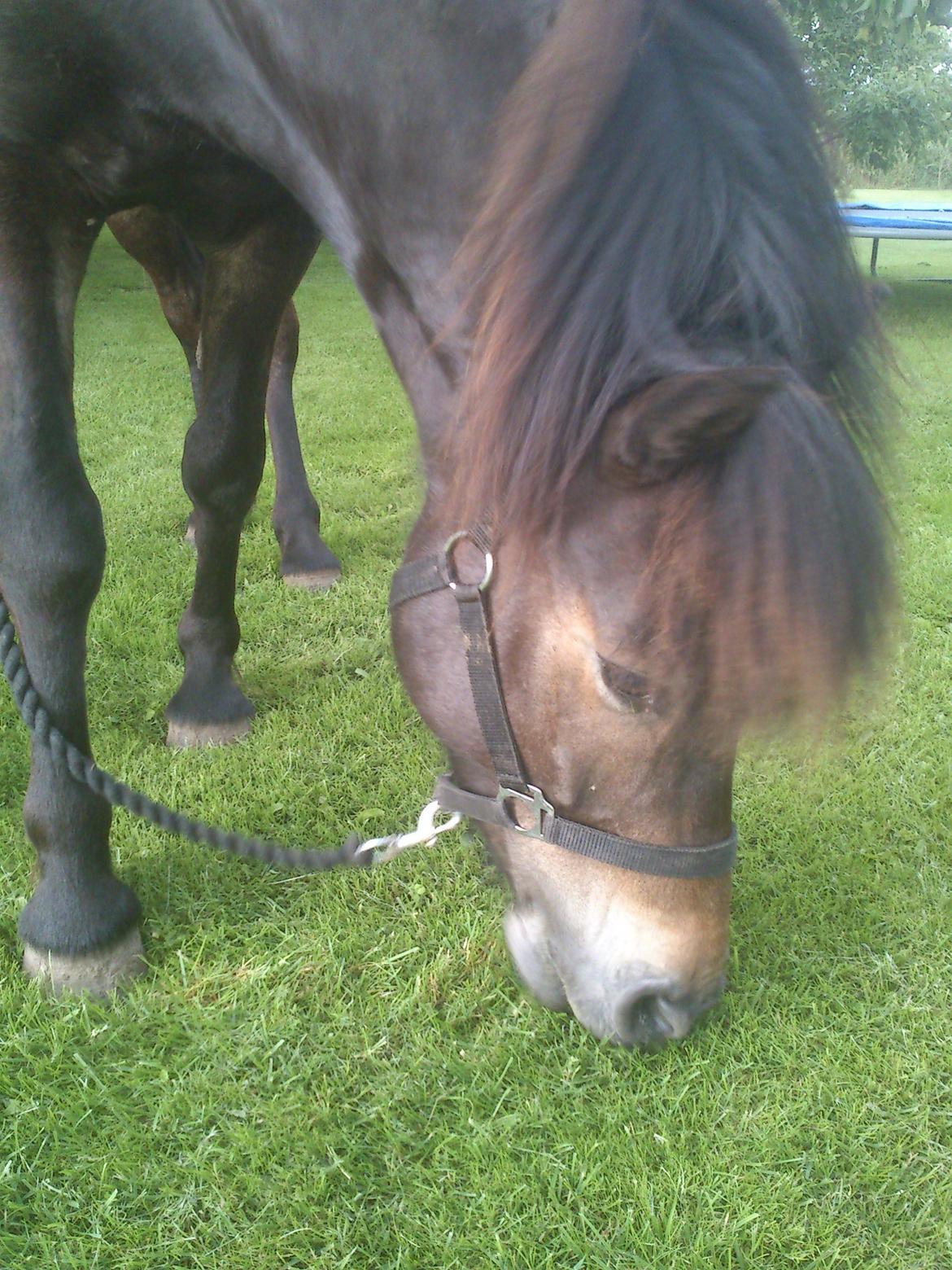 Islænder Kolfaxi fra Midtgaard billede 17