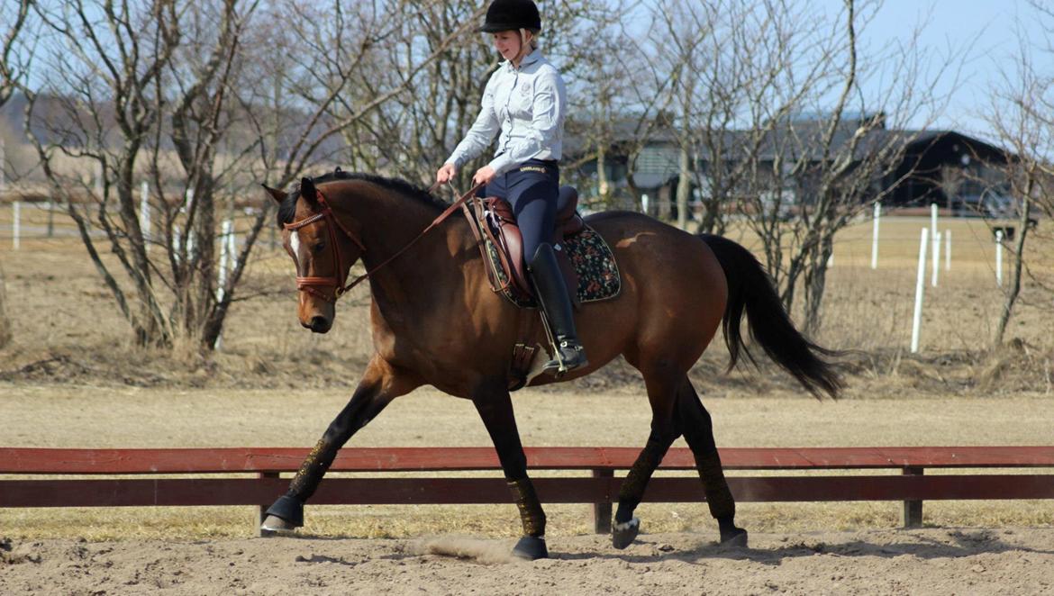 Dansk Varmblod Wolhøjgaards Palira billede 12