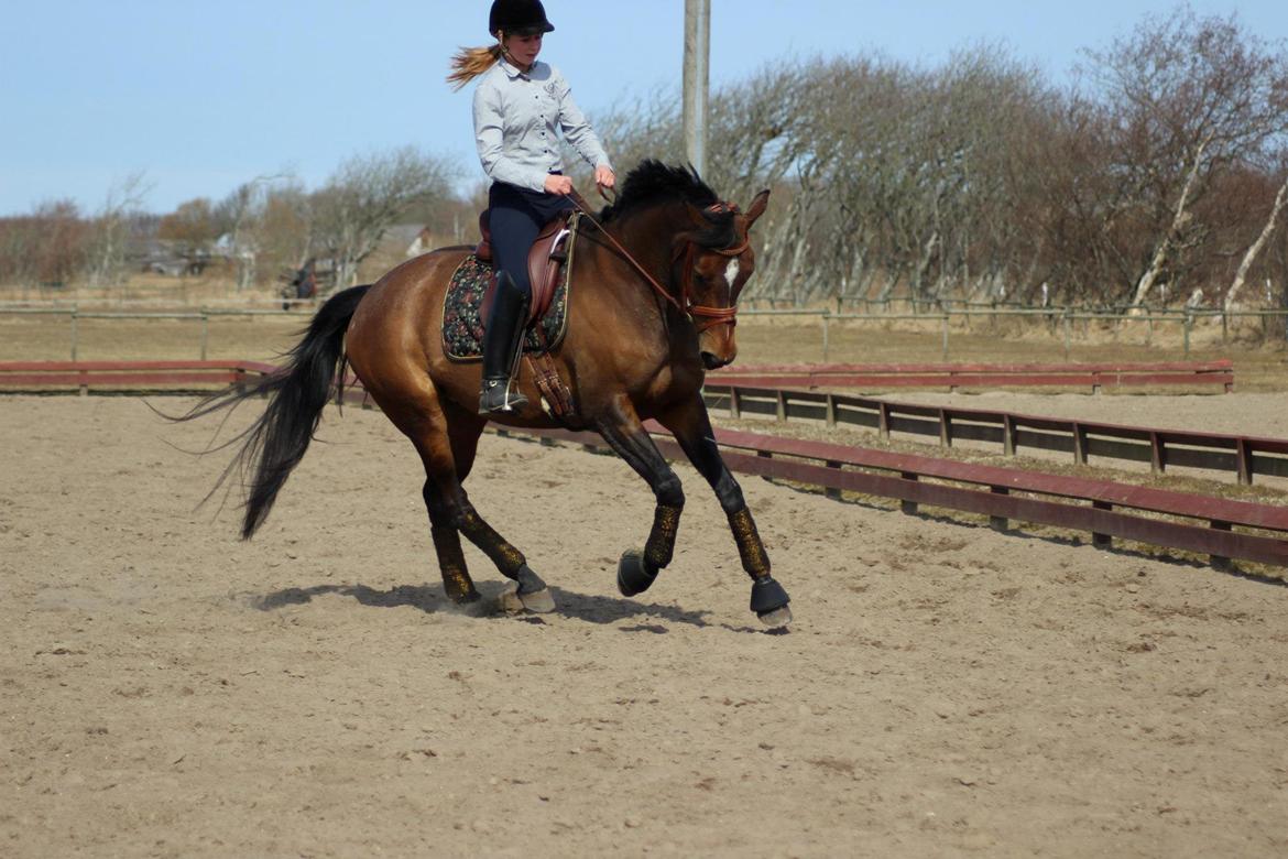 Dansk Varmblod Wolhøjgaards Palira billede 13