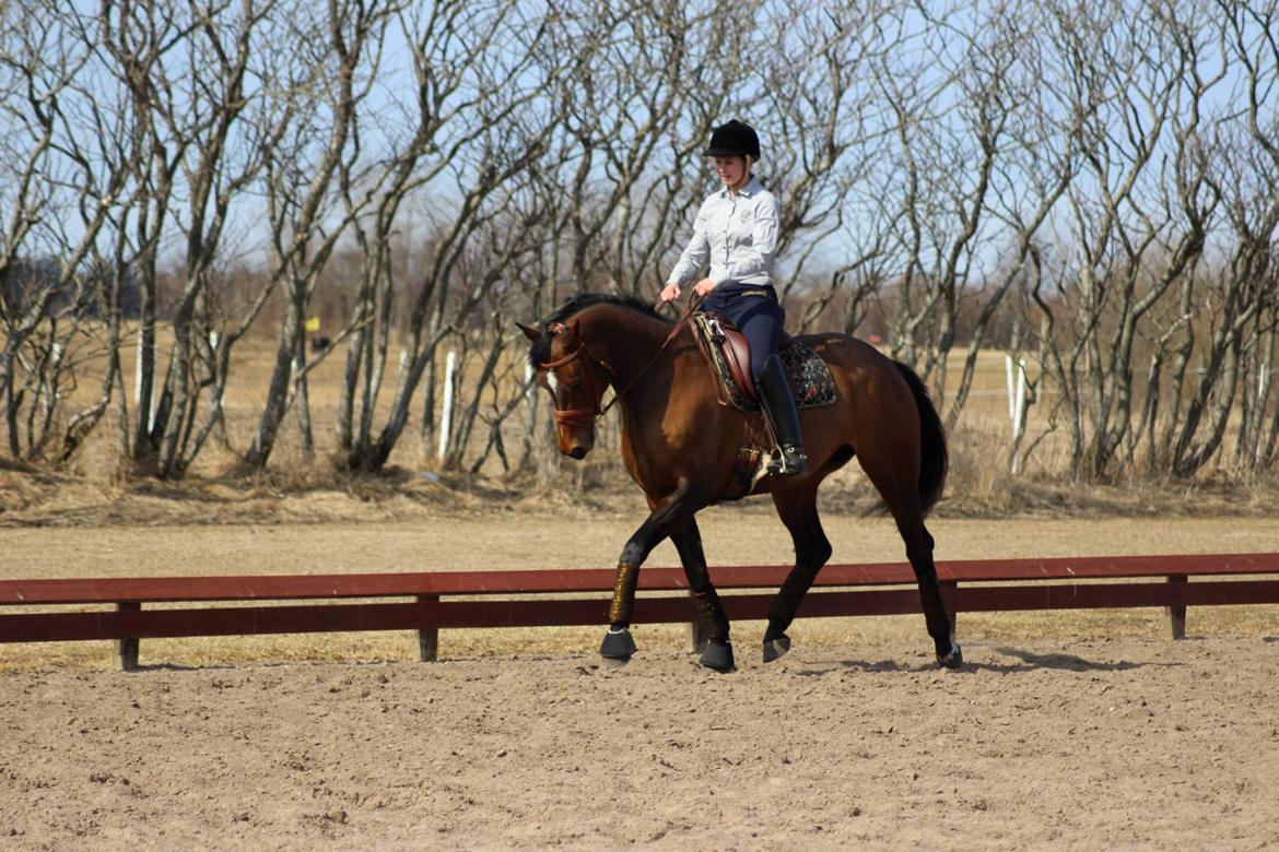 Dansk Varmblod Wolhøjgaards Palira billede 15