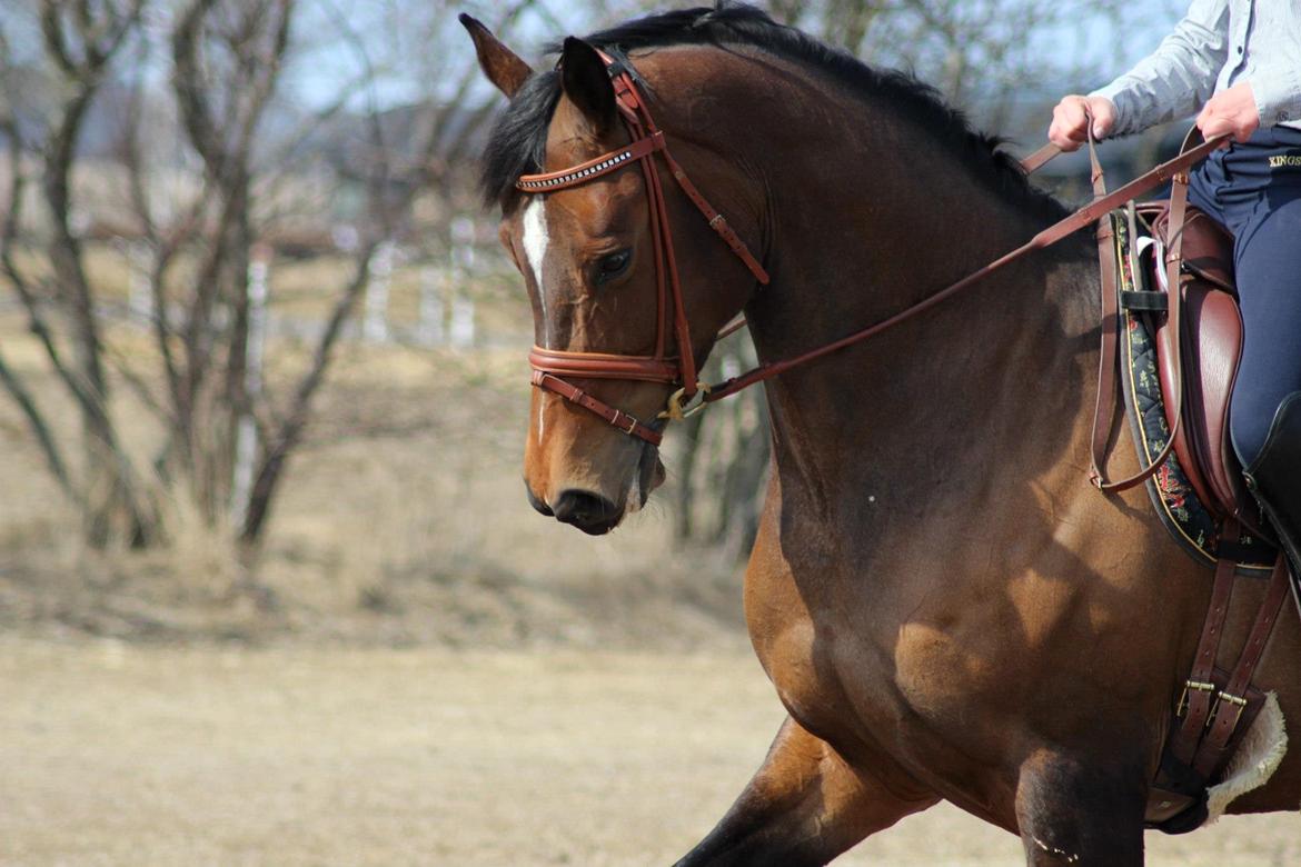 Dansk Varmblod Wolhøjgaards Palira billede 1