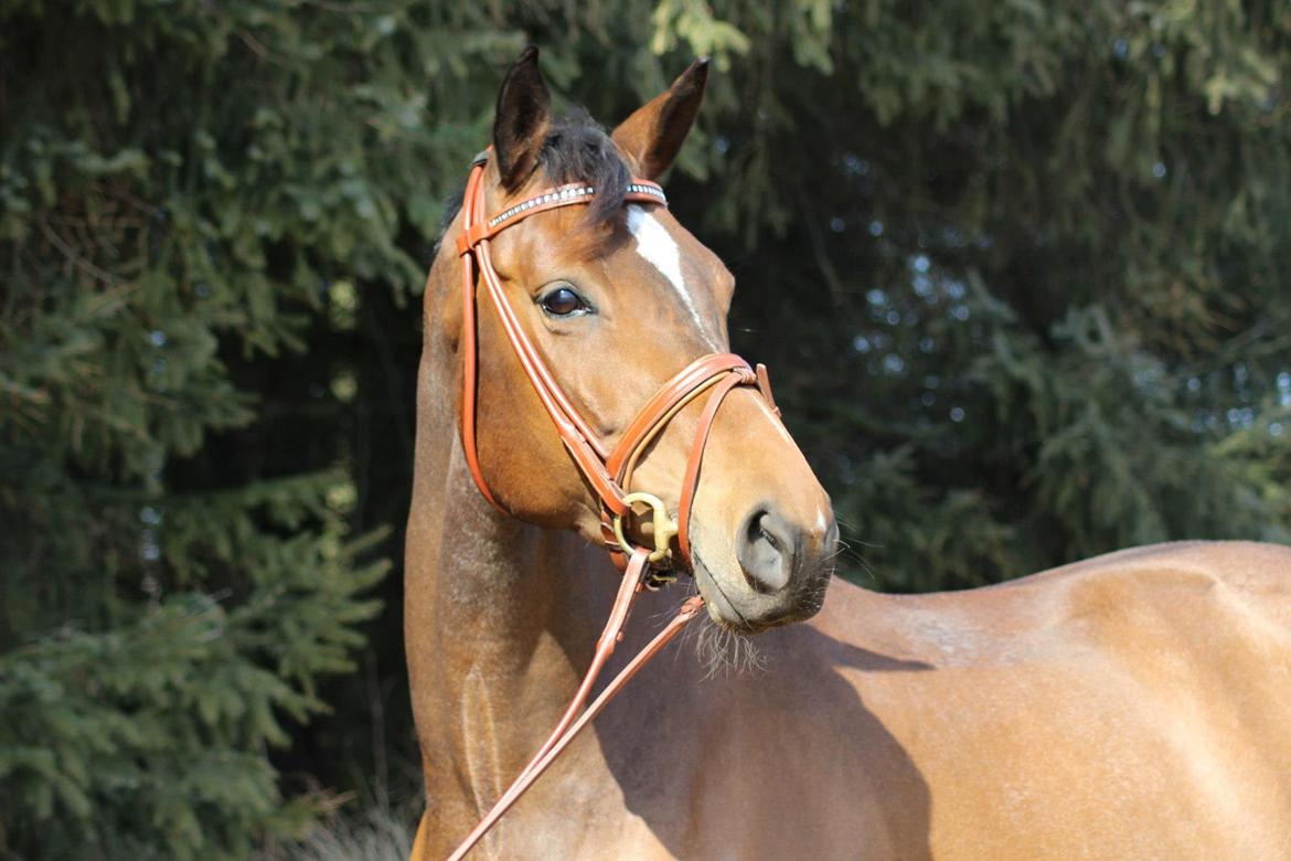 Dansk Varmblod Wolhøjgaards Palira billede 16