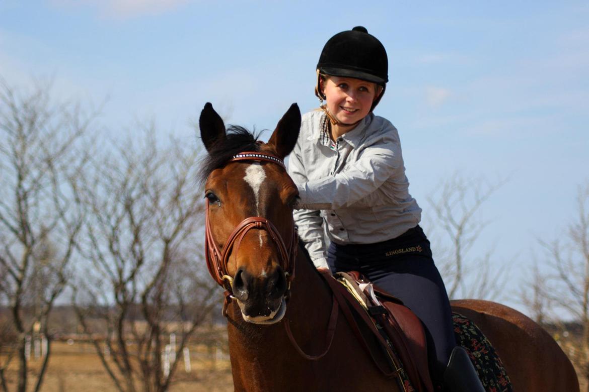 Dansk Varmblod Wolhøjgaards Palira billede 17