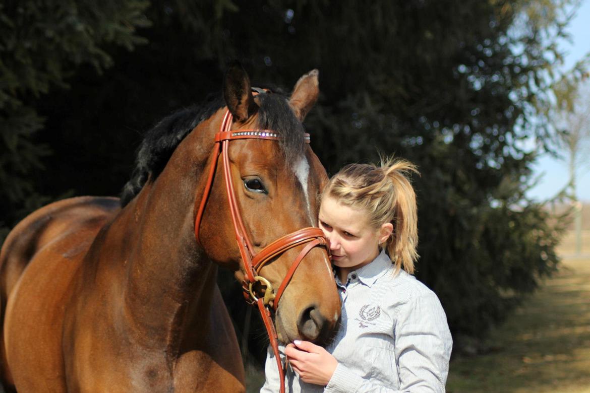 Dansk Varmblod Wolhøjgaards Palira billede 18