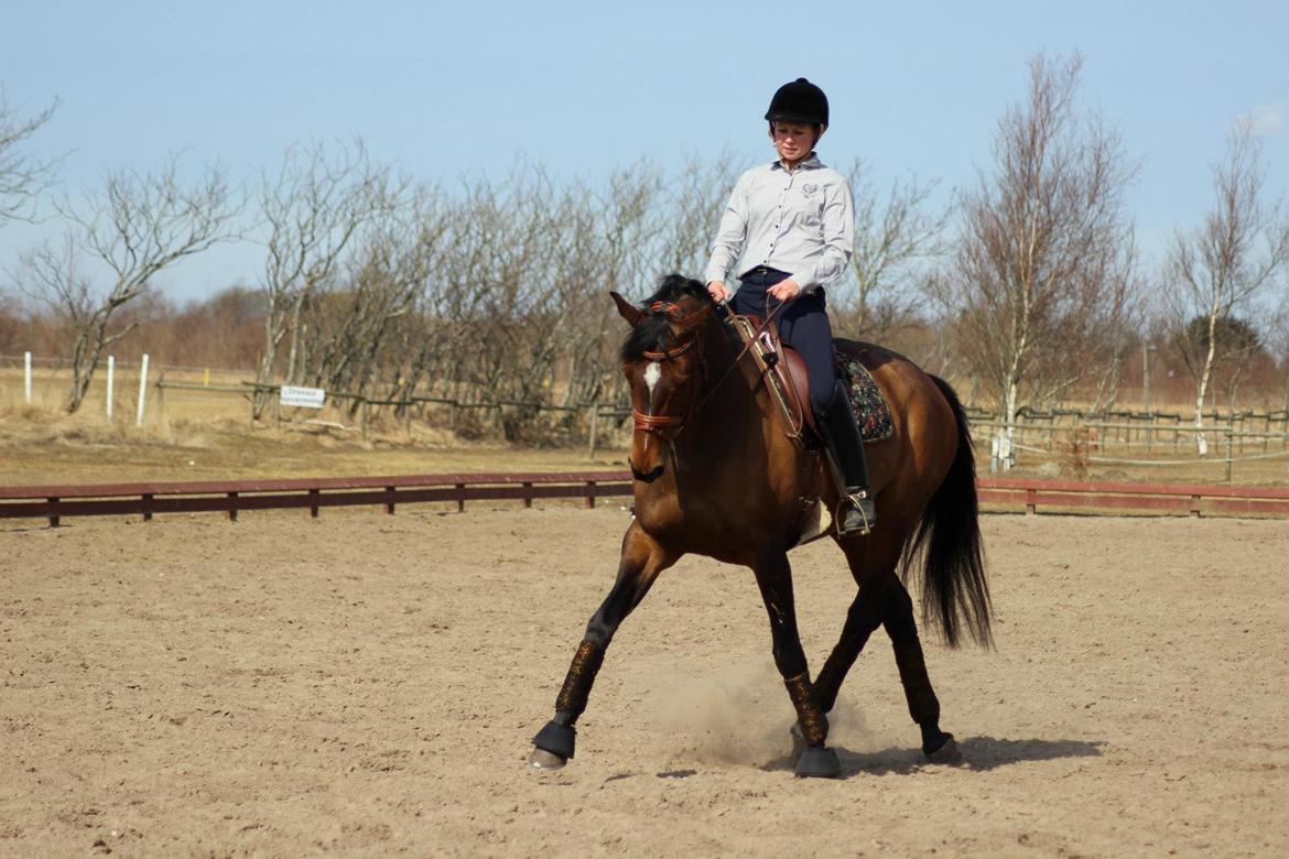 Dansk Varmblod Wolhøjgaards Palira billede 19
