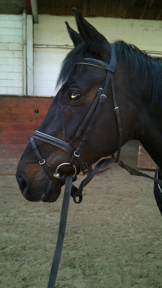 Dansk Varmblod Lillemarkens Afbricos (Bibbo). - Synes helt klart hun har et mega kønt hoved :) <3 
 billede 4