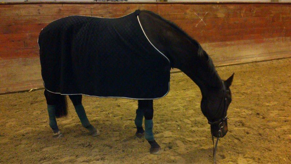 Dansk Varmblod Lillemarkens Afbricos (Bibbo). - Bibbo er mere interreseret i sandet end i kammeraet :) <3 billede 6