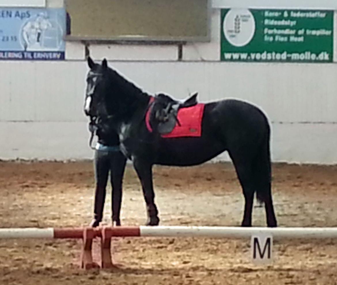 Oldenborg Anastasia billede 12