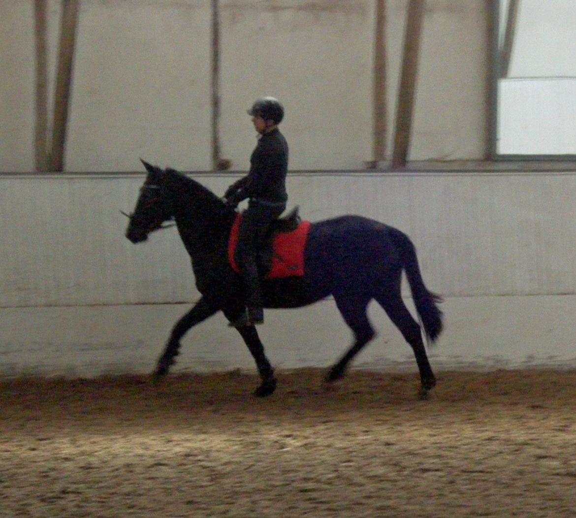 Oldenborg Anastasia billede 13