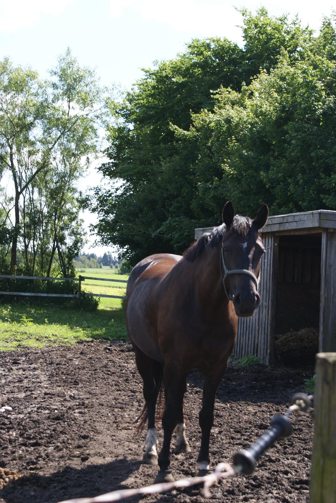 Frederiksborg Burgdorff Uma Rexetta billede 5