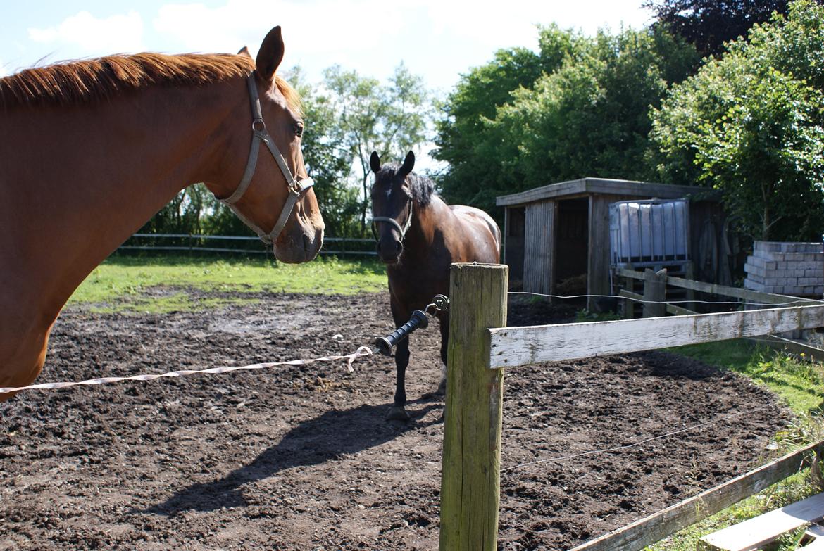 Frederiksborg Burgdorff Uma Rexetta billede 6