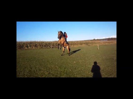 Anden særlig race Sweedy<3 - Sommer 2012 billede 12