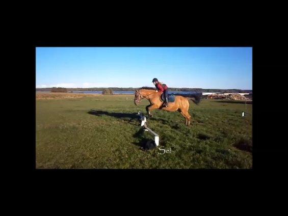 Anden særlig race Sweedy<3 - Sommer 2012 billede 9