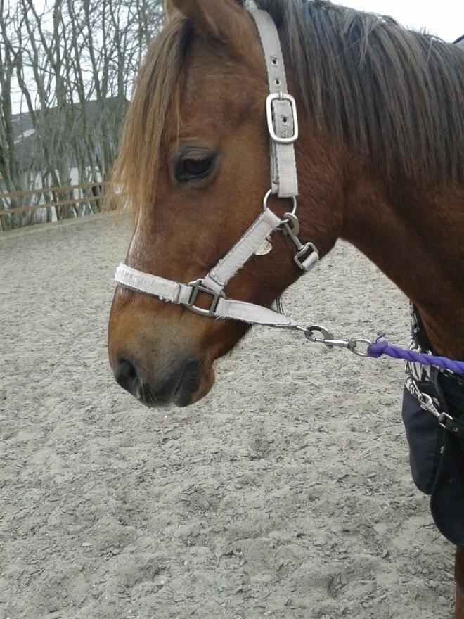 DSP Prima Donna <3 - Den bedste <3 En dag på Svej med Donna & Klara <3 billede 1