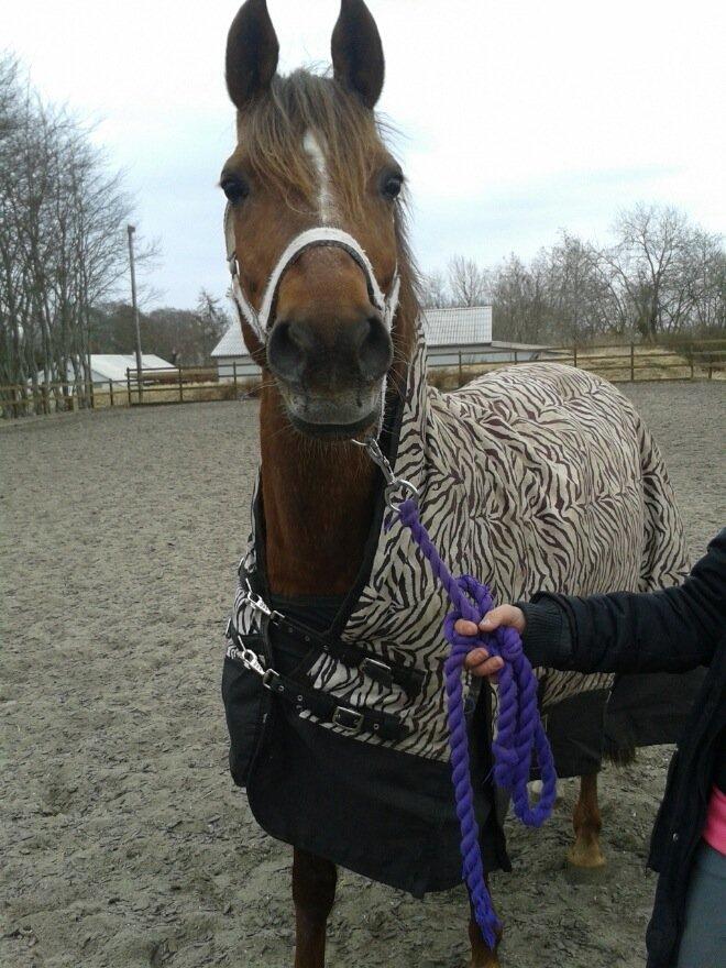 DSP Prima Donna <3 - Nutid datid Giraf hest foraltid <3 billede 3