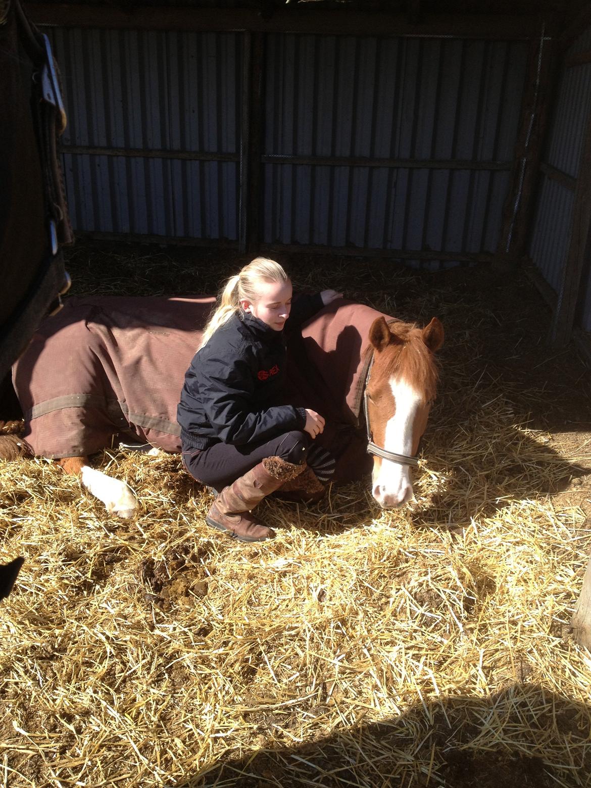 DSP • Times Chantel • B-pony - Den dag hun skulle til dyrelæge tjek - sikke en hyggelig tid vi lige havde på folden inden <3 billede 3
