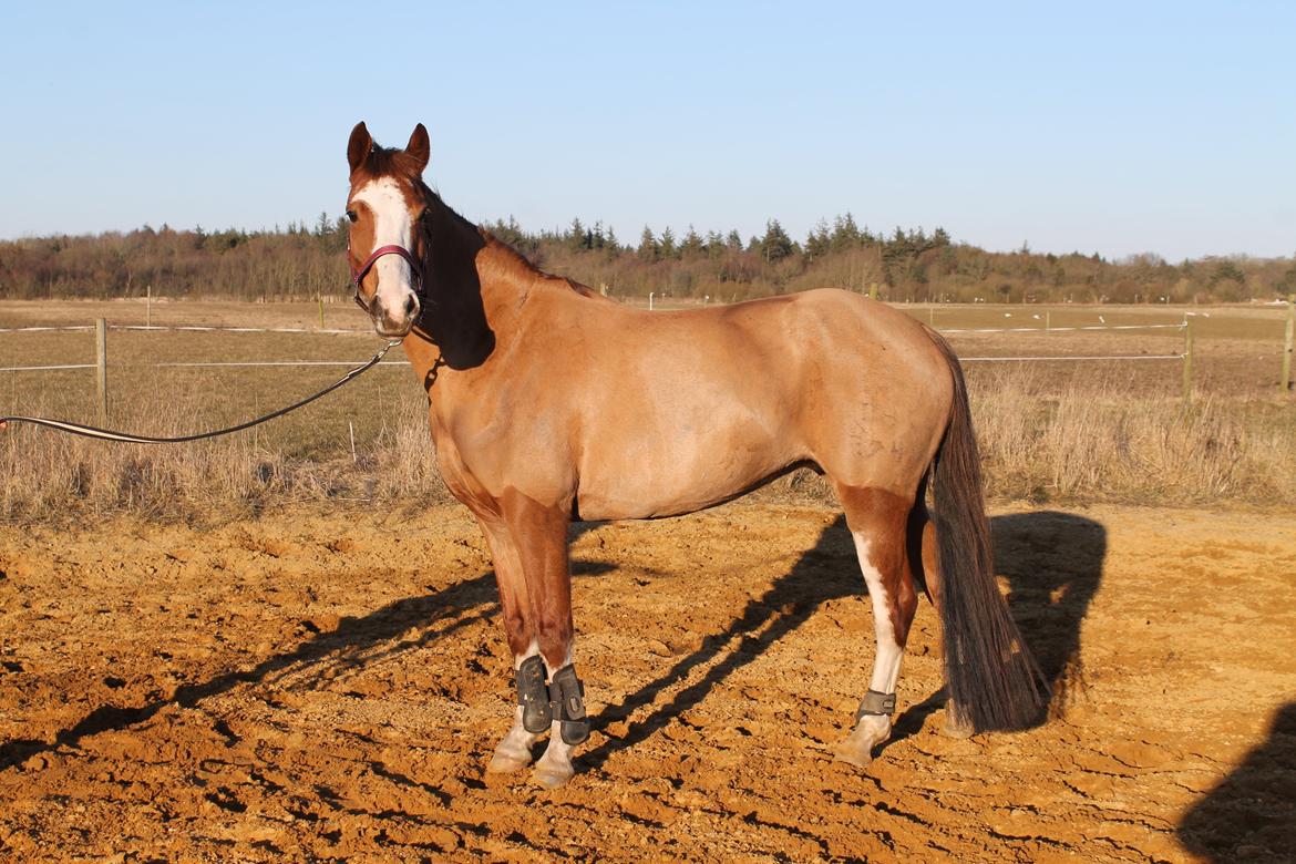 Pinto Be-Dancer Højgård (PIN 625) - Smuksak <3 billede 1