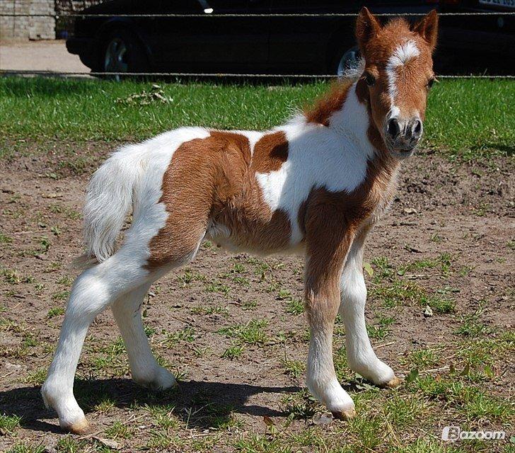 Miniature Egehøj´s Prestige Paranoia billede 2