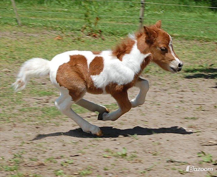 Miniature Egehøj´s Prestige Paranoia billede 3