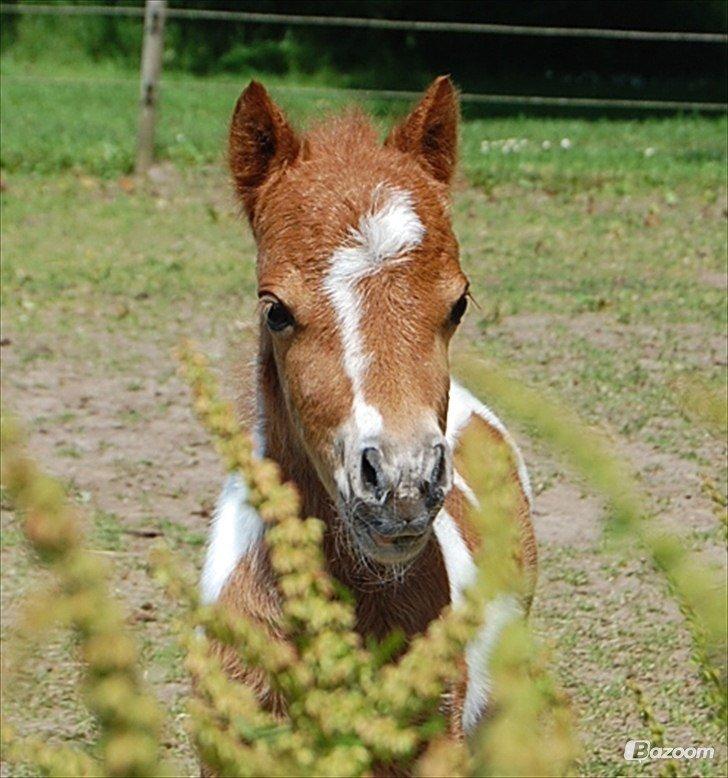 Miniature Egehøj´s Prestige Paranoia billede 1