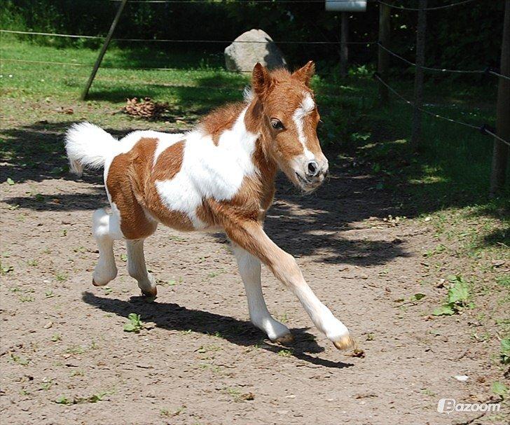 Miniature Egehøj´s Prestige Paranoia billede 4